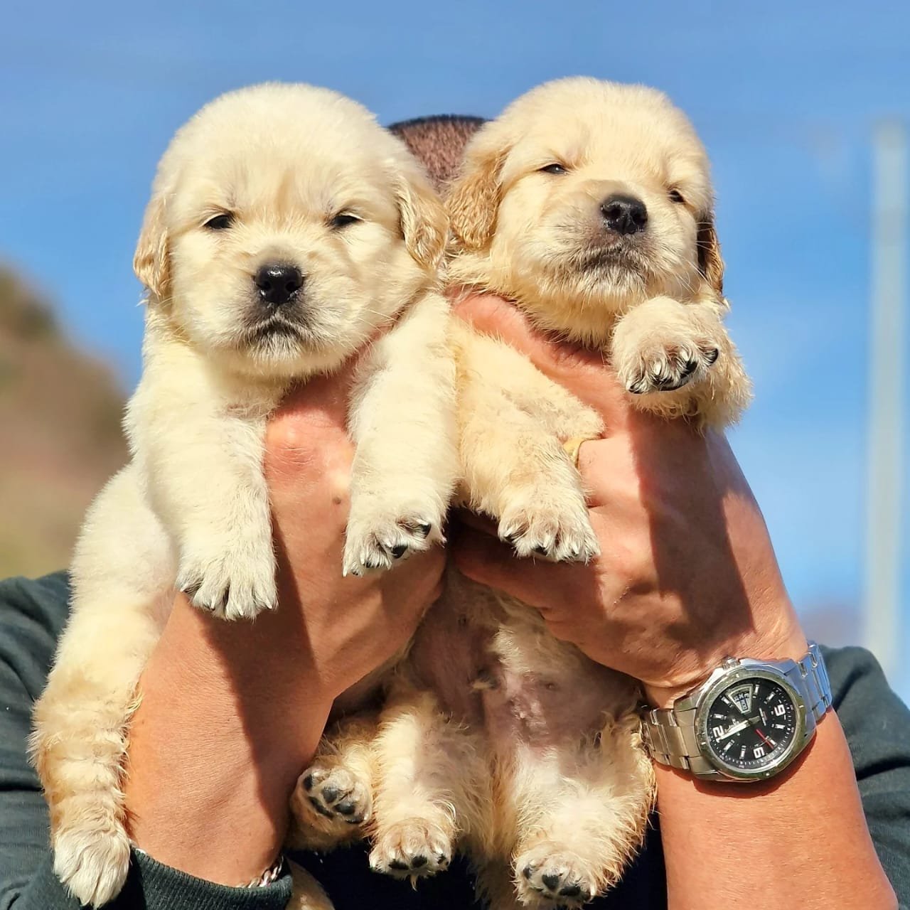 Customer with Golden Retriever